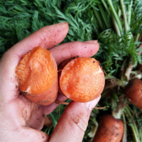 新鲜胡萝卜沙土地新鲜蔬菜水果红萝卜现挖现发农家自种水果胡萝卜 中果带箱10中果