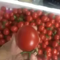 黄金圣女果小西红柿新鲜蔬菜樱桃小番茄非千禧小柿子5斤红黄混合