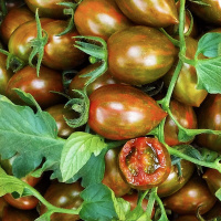 迷彩小番茄圣女果 新鲜小西红柿子水果非海南千禧蔬菜 家庭实惠5斤装