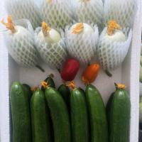 黄瓜新鲜水果拇指迷你小黄瓜 现发孕妇蔬菜青瓜生吃 甜椒玉女果水果黄瓜3斤组合【顺丰】