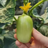 黄瓜新鲜水果拇指迷你小黄瓜 孕妇蔬菜青瓜生选玉女果1斤[顺丰]