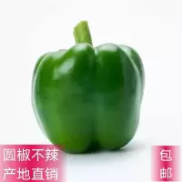 山东新鲜蔬菜农家自种 现发清甜辣椒青菜圆椒不辣厚皮肉多 5斤精品装