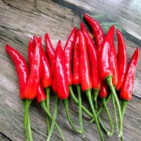 新鲜辣椒小米椒超辣土红椒朝天椒小尖椒 精品小米辣(巨辣) 3斤装