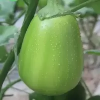 河南特产青茄子新鲜绿茄子圆茄子新鲜蔬菜绿皮茄子农家自种 净重2斤