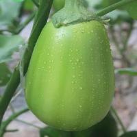 河南特产青茄子新鲜绿茄子圆茄子新鲜蔬菜绿皮茄子农家自种 净重5斤新鲜青茄子