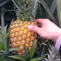 新鲜大菠萝手撕香水菠萝凤梨水果 精装8斤