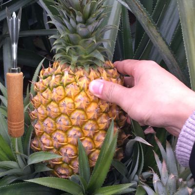 海南新鲜大菠萝手撕香水菠萝凤梨水果精装8斤+去眼刀