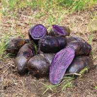 湛航 新鲜土豆紫土豆沙漠黑土豆黑美人马铃薯富含花青素