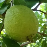 湛航 番石榴芭乐白心新鲜热带水果清脆香甜农家果园