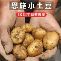 湛航 恩施富硒小土豆三峡特产高山新鲜黄心迷你洋芋马铃薯农家蔬菜