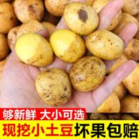 湛航 恩施黄心小土豆农家自种蔬菜 马铃薯新鲜迷你洋芋新土豆批发