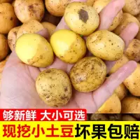 湛航 恩施黄心小土豆农家自种蔬菜 马铃薯新鲜迷你洋芋新土豆批发