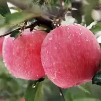 湛航 新鲜苹果苹果红富士苹果红富士苹果