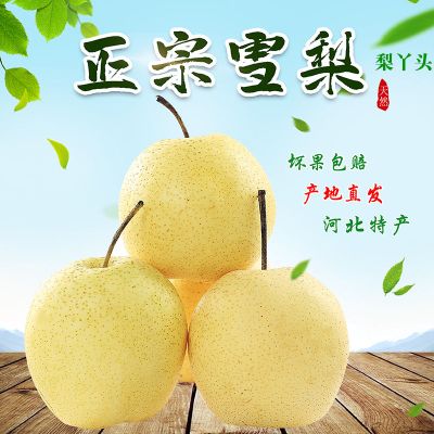 湛航 正宗赵县雪梨 整箱川贝当季赵州雪花梨子水果新鲜
