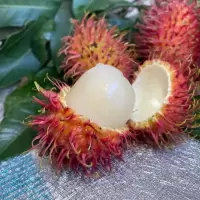 湛航 泰国红毛丹新鲜水果毛荔枝 现摘毛丹当季热带毛丹果
