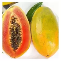 湛航 红心甜洗澡沐浴露小果木瓜新鲜牛奶红心籽树上熟增胸云南青