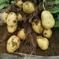 湛航 农家土豆洋芋新鲜黄皮黄心农家自种马铃薯洋芋土豆