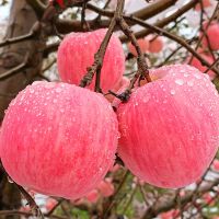 湛航 红富士苹果新鲜脆甜多汁不打蜡带皮吃冰糖心苹果水果整箱批发