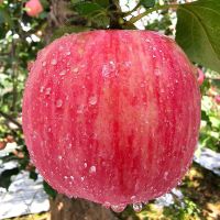 湛航 脆甜红富士苹果冰糖心新鲜水果整箱批发10斤不打蜡带皮吃5斤