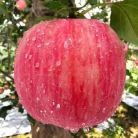 湛航 陕西脆甜红富士苹果冰糖心新鲜水果整箱批发10斤不打蜡带皮吃5斤