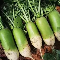 湛航 农家沙地新鲜蔬菜非水果白萝卜批发青萝卜生吃