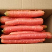 湛航 四川新鲜红萝卜老品种红皮胡萝卜沙地脆甜水果萝卜农家素食蔬菜