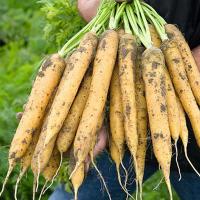 湛航  新鲜蔬菜农家菜3斤 脆甜汁多黄萝卜胡萝卜抓饭 全国