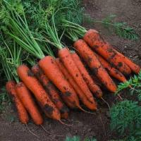湛航 新鲜胡萝卜新鲜蔬菜沙地水果红萝卜现挖农家自种胡萝卜