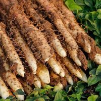 湛航 小白嘴铁棍山药正宗怀山粉糯铁杆山药新鲜现挖山药