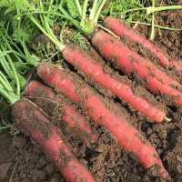 湛航 沙地新鲜胡萝卜新鲜蔬菜水果萝卜农家自种现挖生吃脆甜红萝卜