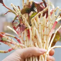湛航 新鲜折耳根鱼腥草节节根嫩根时令蔬菜农家自种子鱼腥菜凉拌鱼心草