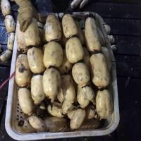 湛航新鲜莲藕糯米藕粉藕本地生鲜蔬菜农家现挖带泥九孔煲汤藕