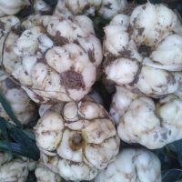 湛航 现挖新鲜百合 药食两用鲜百合现挖食用新鲜百合