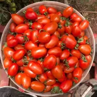 湛航 [食品盒包装]农家新鲜小番茄圣女果云南樱桃西红柿新鲜孕妇水果