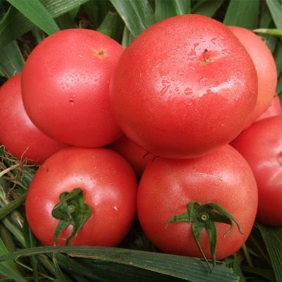 湛航 云南新鲜西红柿自然熟番茄沙瓤 孕妇应季时令蔬菜整箱