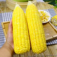 湛航 水果玉米新鲜 现摘甜玉米棒糯嫩玉米生吃牛奶