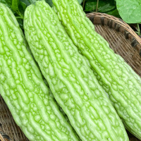 湛航 现摘现发新鲜苦瓜本地农家时令蔬菜生吃凉瓜降压清凉批发