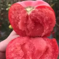 湛航 西红柿新鲜沙瓤自然熟生吃水果孕妇蔬菜非普罗旺斯洋柿子现摘番茄