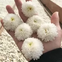 湛航 贡菊花草茶七月菊大朵白菊花茶叶 装徽州皇菊花