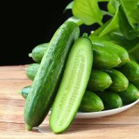 湛航 黄瓜生吃无刺青黄瓜新鲜蔬菜水果小黄瓜