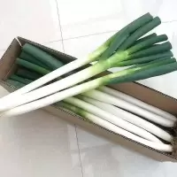 湛航 新鲜大葱批发铁杆大葱精选安丘细葱