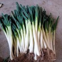 湛航 现挖现发大葱铁杆葱笨葱蘸酱新鲜蔬菜非章丘大葱