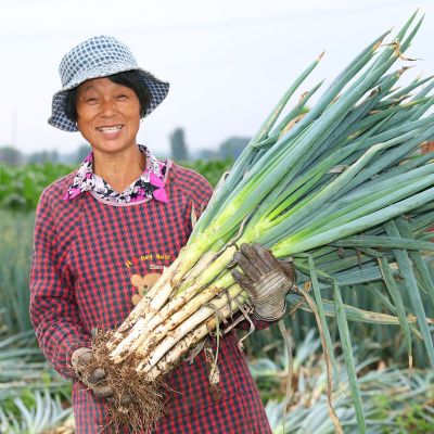 湛航 铁杆大葱新鲜蔬菜大葱蘸酱辛辣脆爽小葱新鲜大葱批发