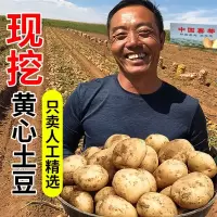 新鲜黄心土豆批发价马铃薯蔬菜本地土豆现挖现发洋芋