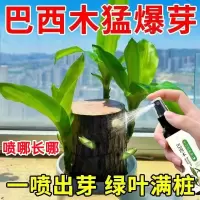巴西木幸运木开花营养液养花盆栽通用型水培植物专用肥料黄叶烂根