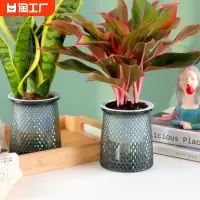 绿萝花盆自吸水透明加仑水培双层套盆懒人专用器皿盆栽早安盆