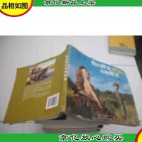 我的野生动物朋友