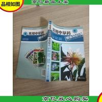 黔版中草*彩色图谱系列:常用中草*图谱及配方5