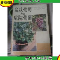 盆栽葡萄与庭院葡萄