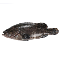 国产大龙胆鱼石斑鱼新鲜海鱼海鲜水产当天现捞鲜活生猛龙趸鱼2条2-3斤装